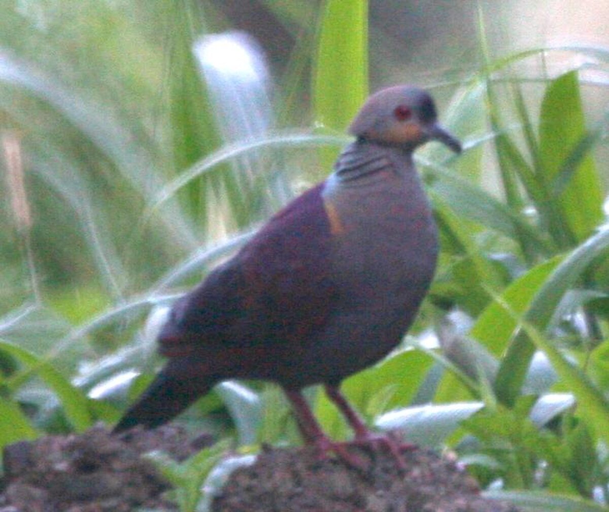 Colombe versicolore