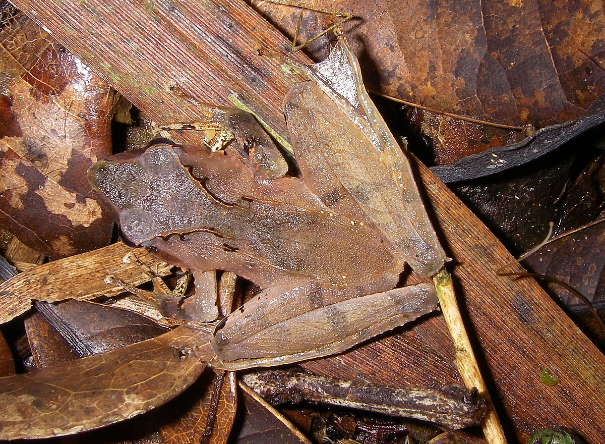 Gephyromantis sculpturatus