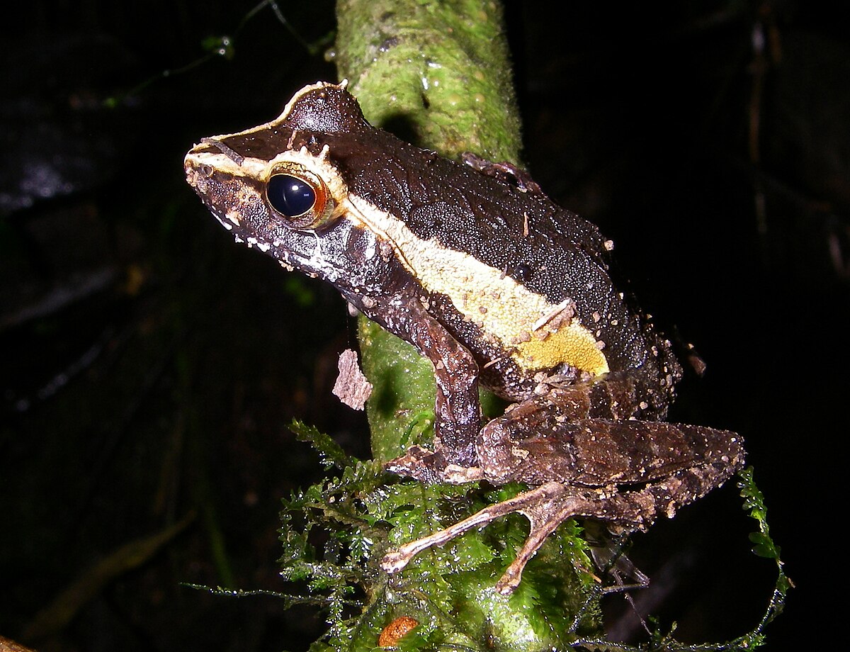 Gephyromantis