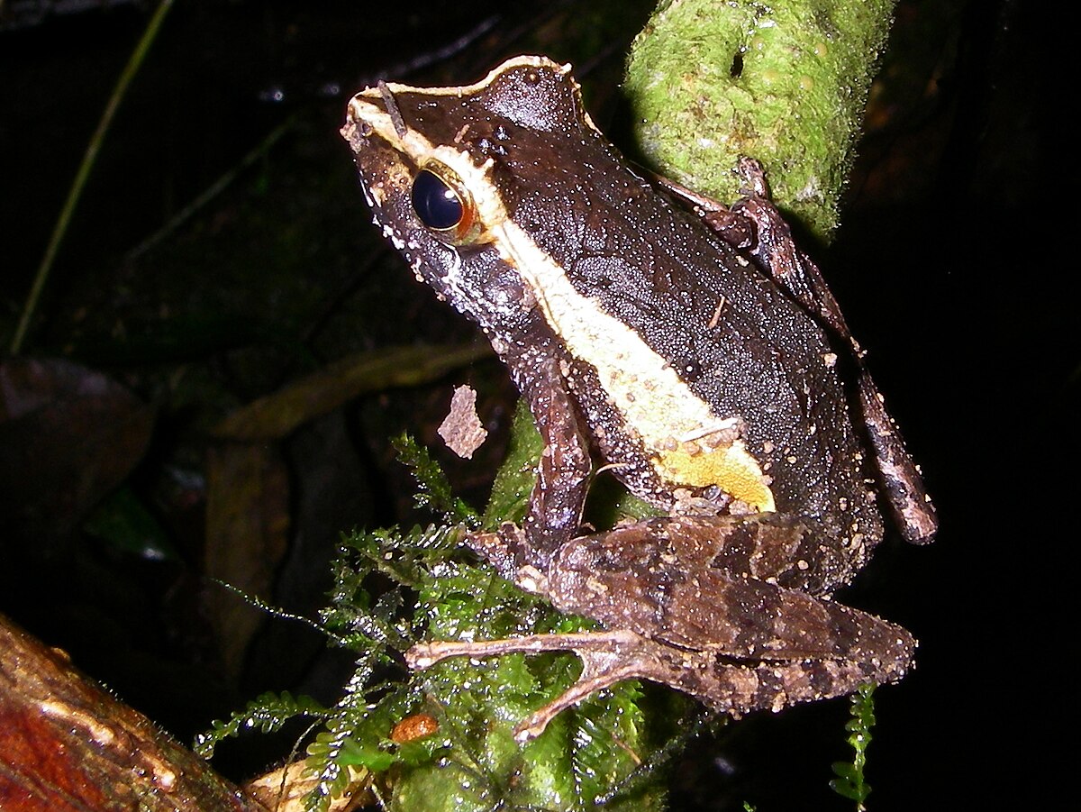 Gephyromantis tschenki 02.jpg
