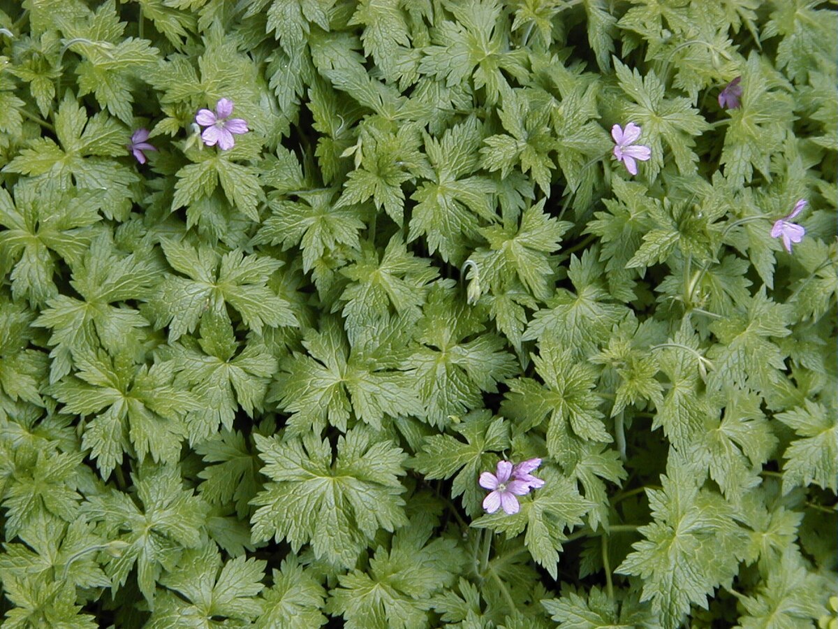 Géranium d’Endress