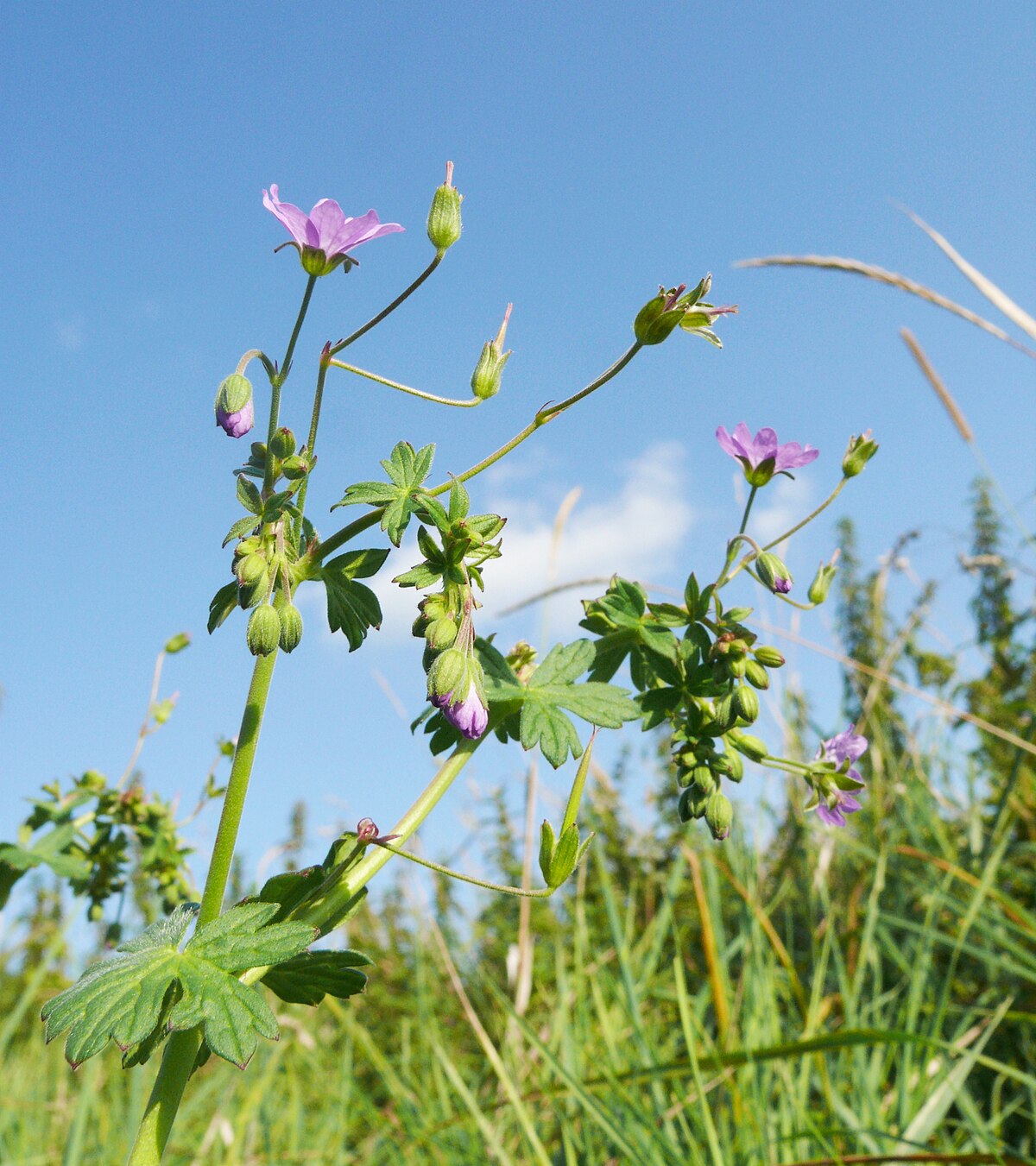 Géranium des Pyrénées