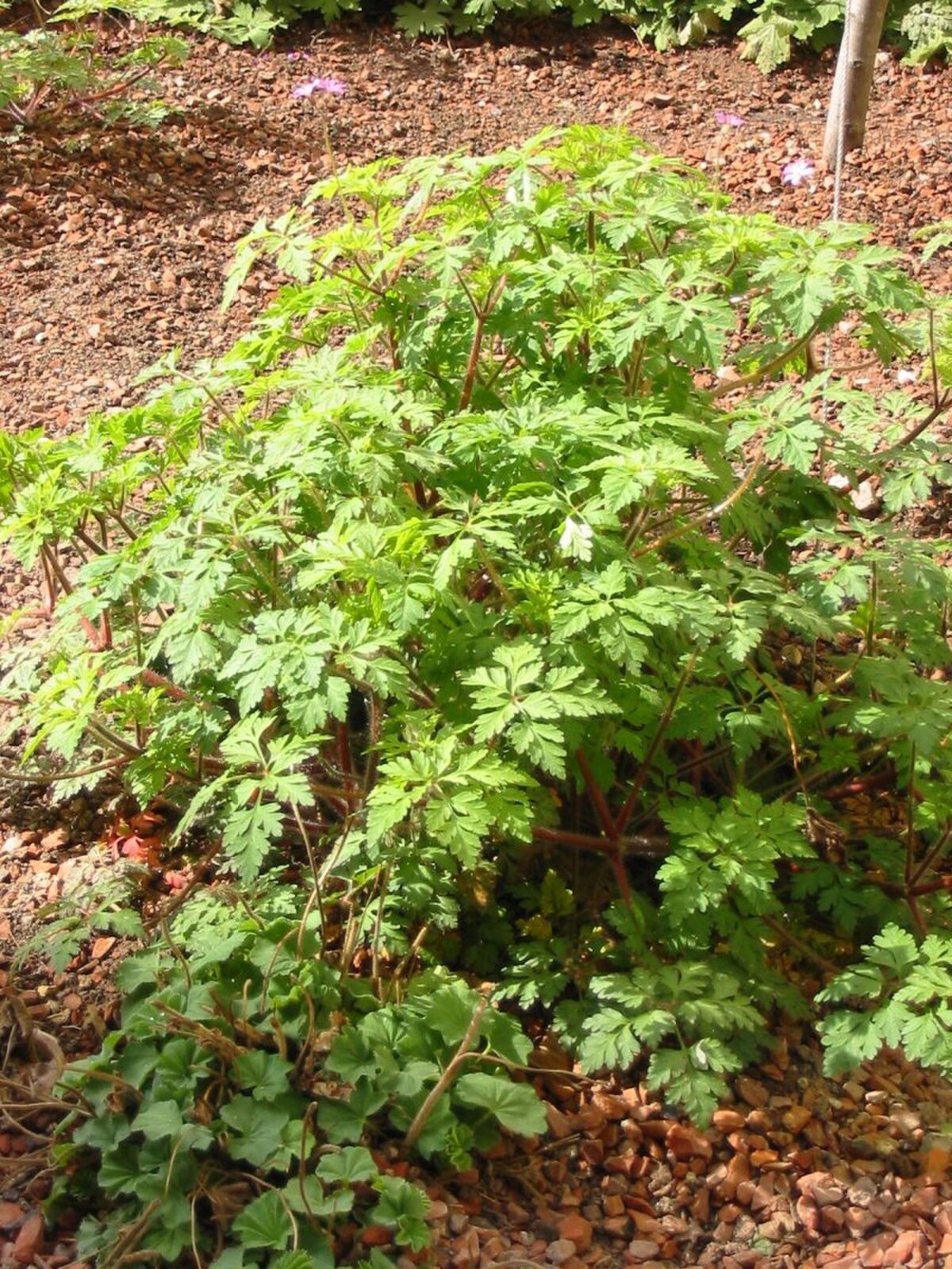 Géranium Herbe à Robert