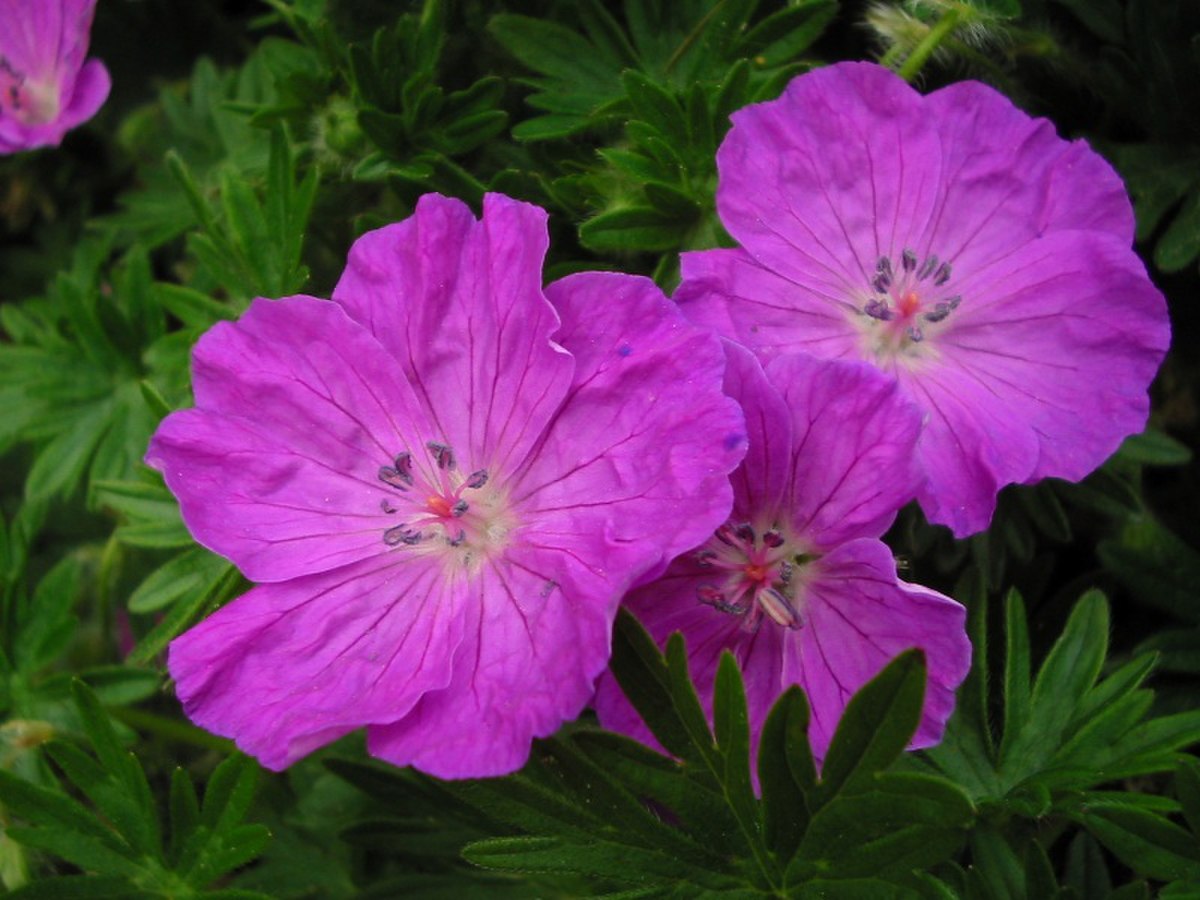 Géranium (genre)