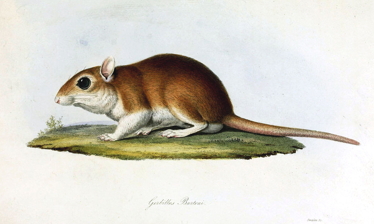 Gerbille