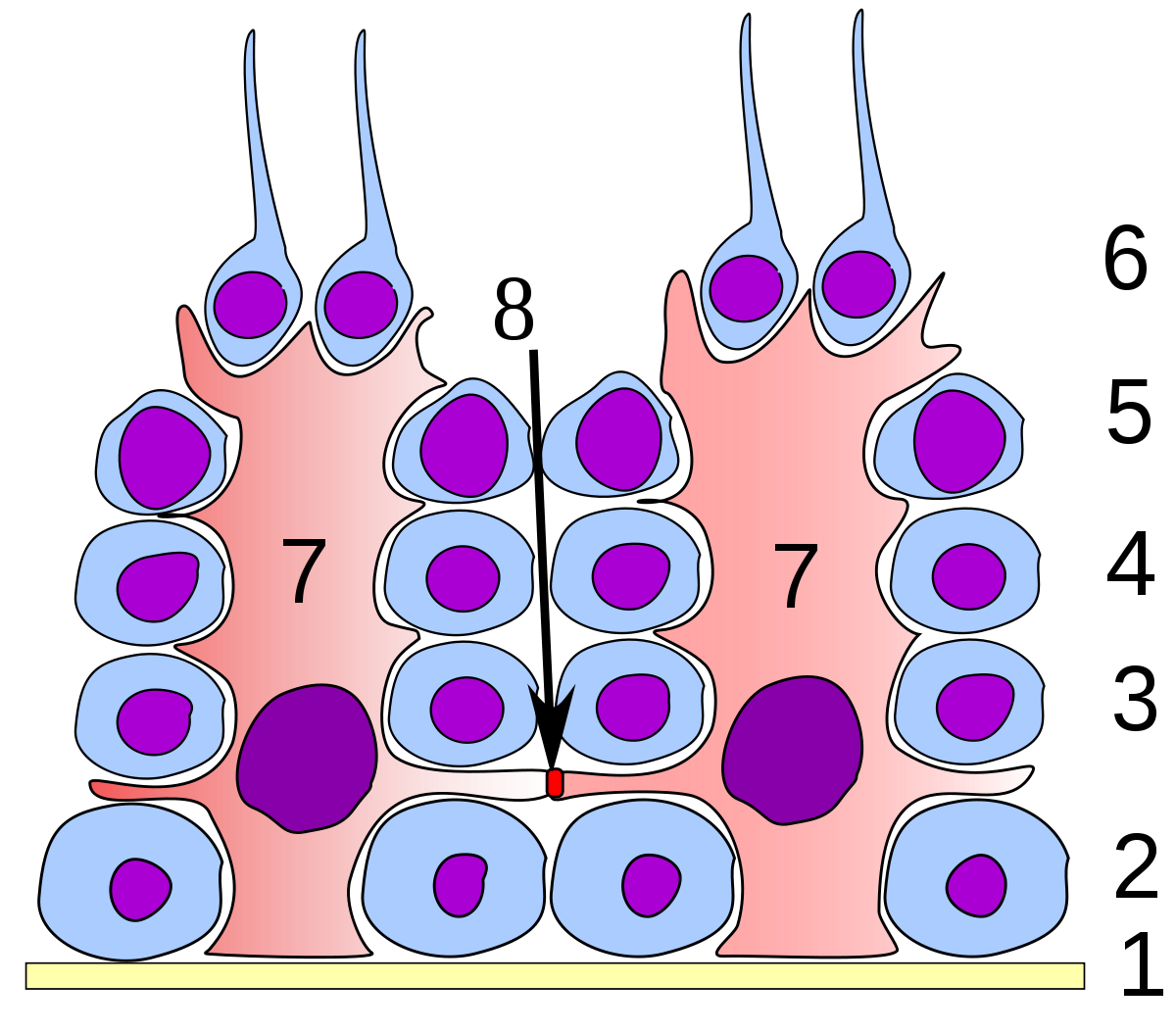 Cellule de Sertoli