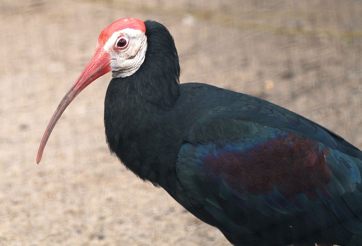 Ibis du Cap