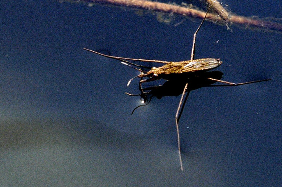 Gerris lacustris
