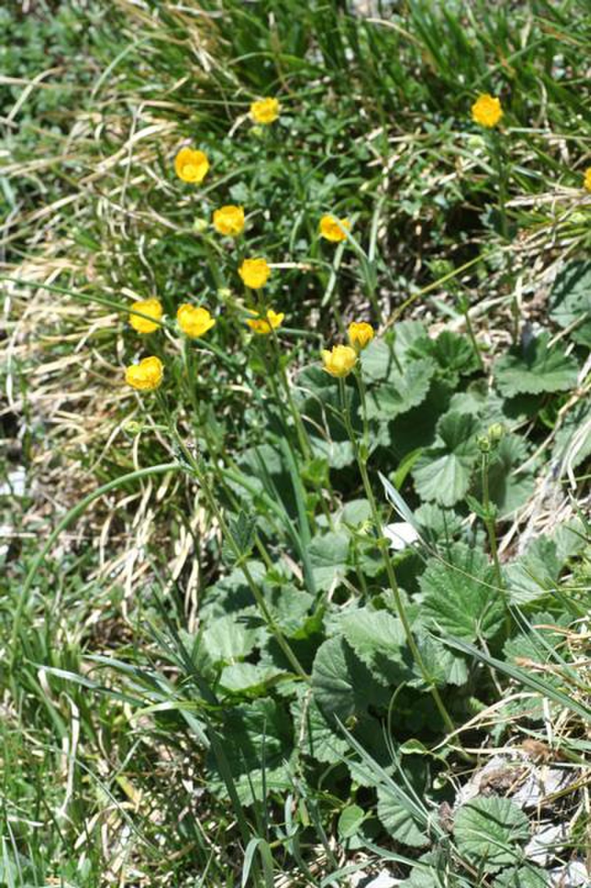 Geum pyrenaicum