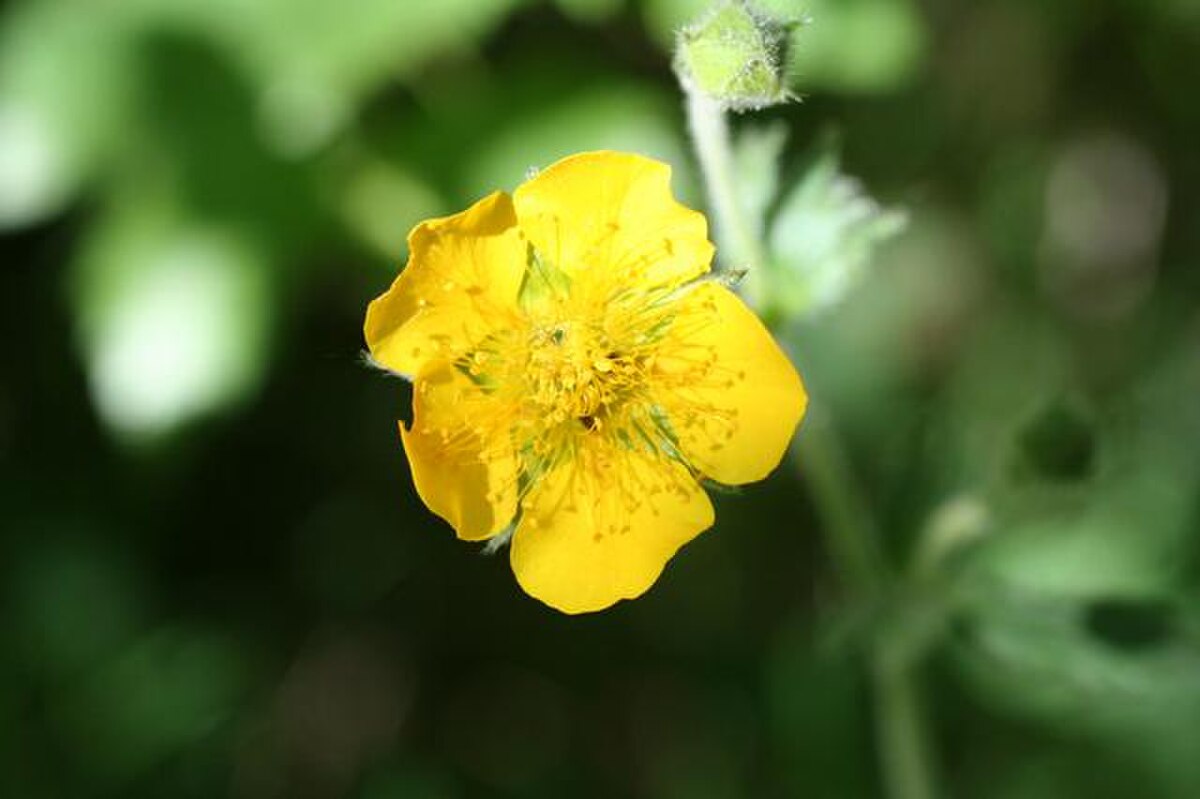 Geum pyrenaicum 06062006 3.JPG