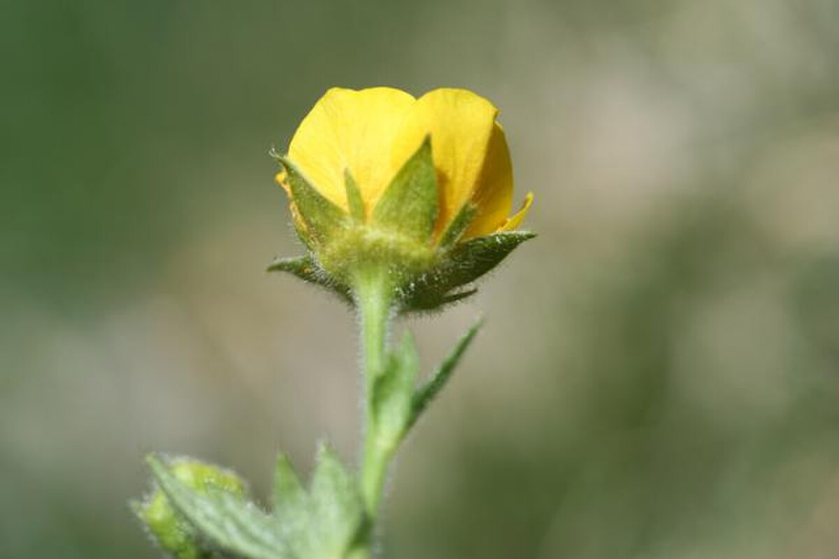 Geum pyrenaicum 06062006 4.JPG