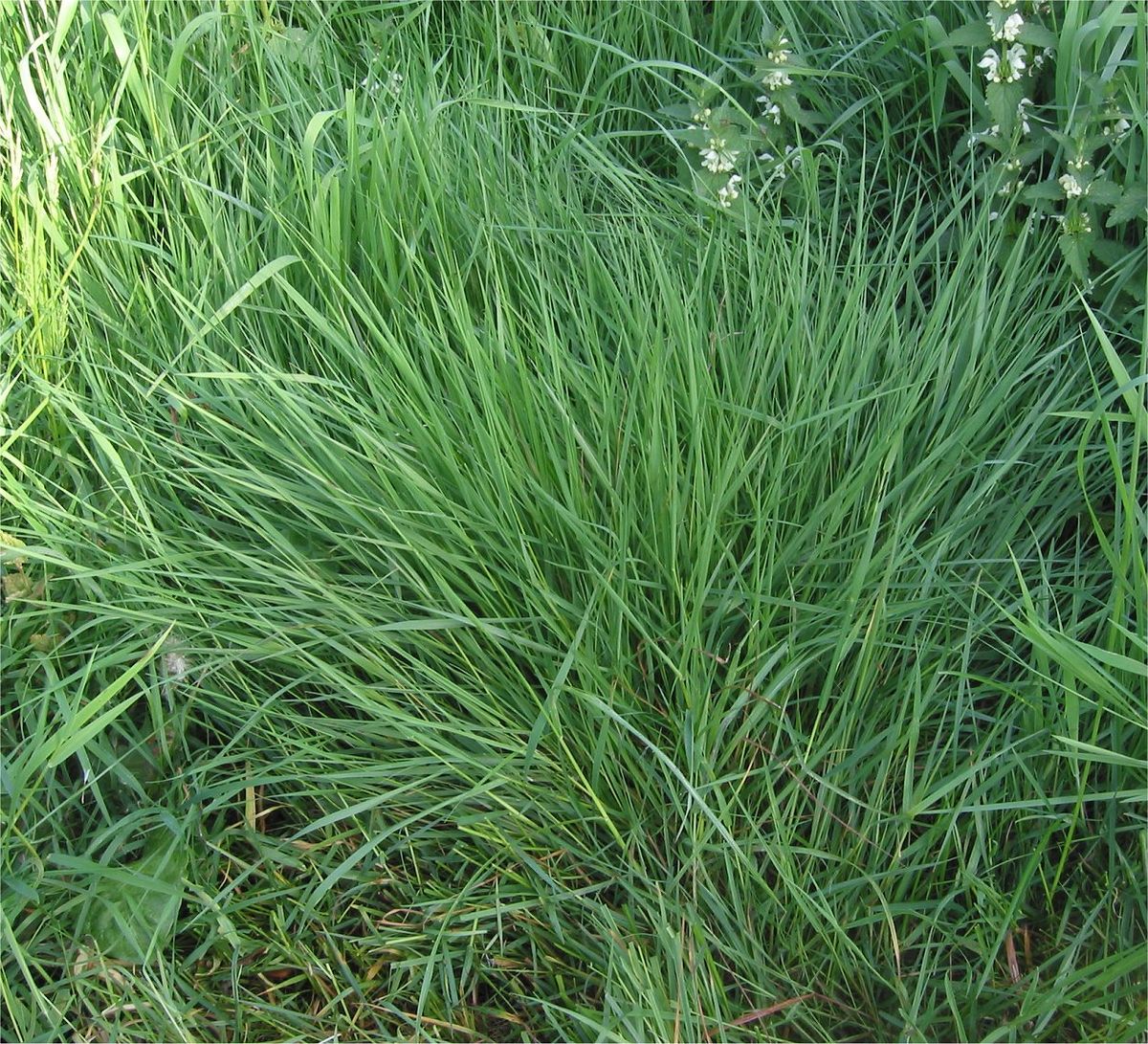 Agrostis