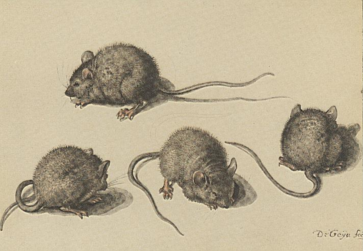 Souris