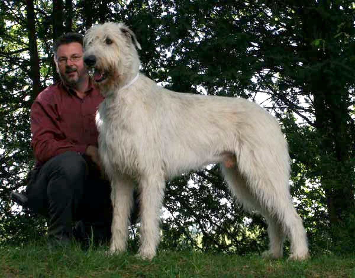Irish wolfhound