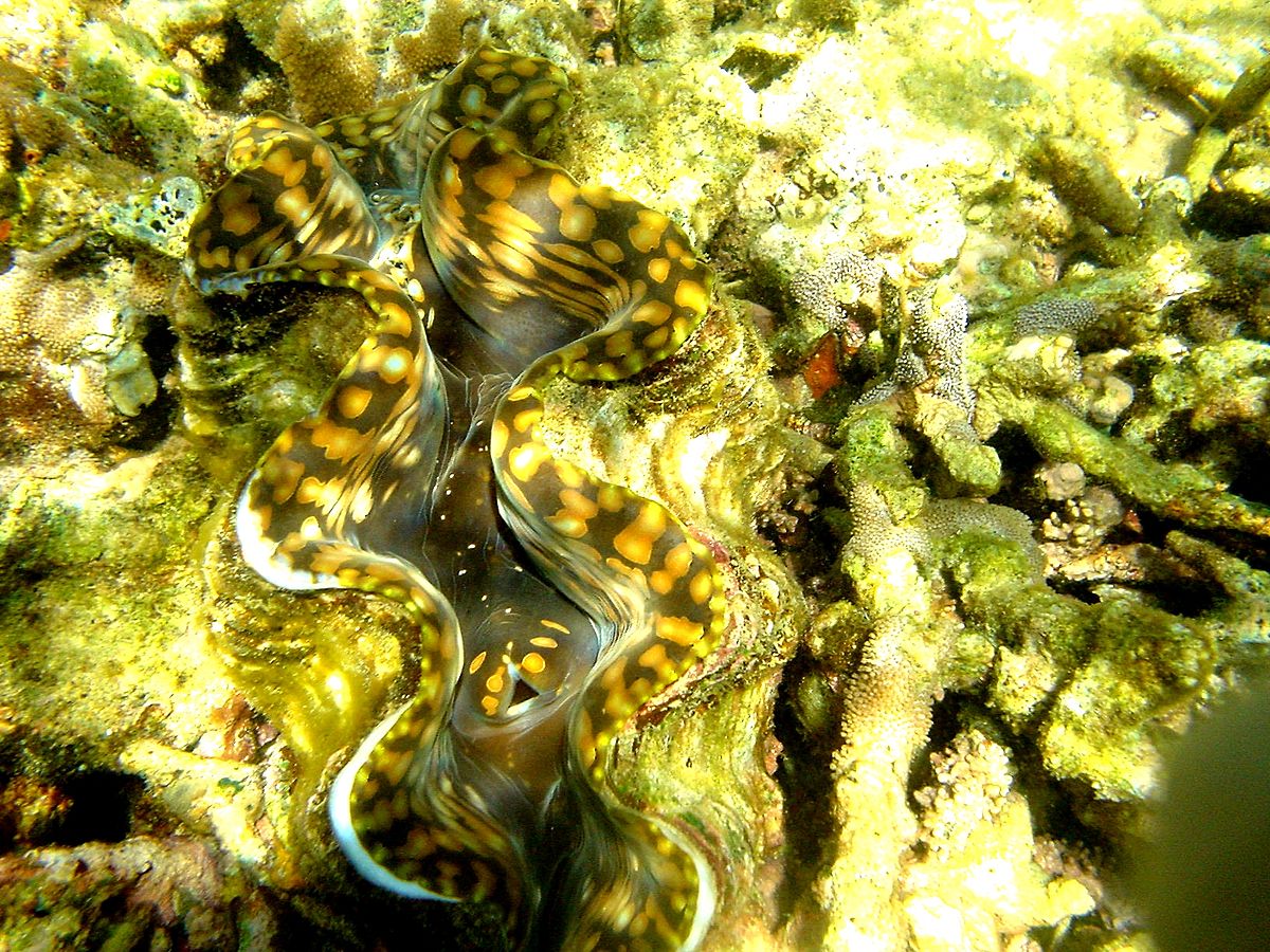 Giant clam Mahe.jpg