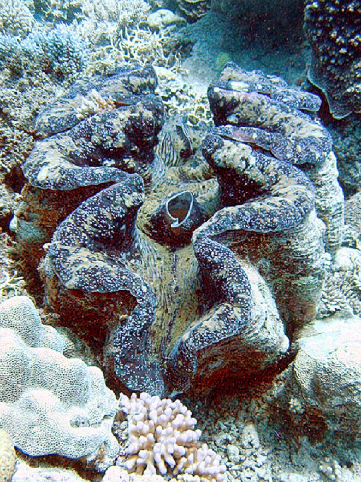 Tridacne géant