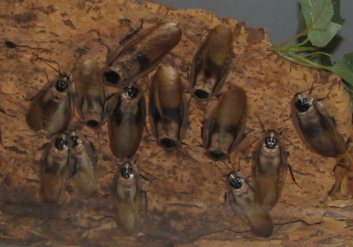 Blaberus