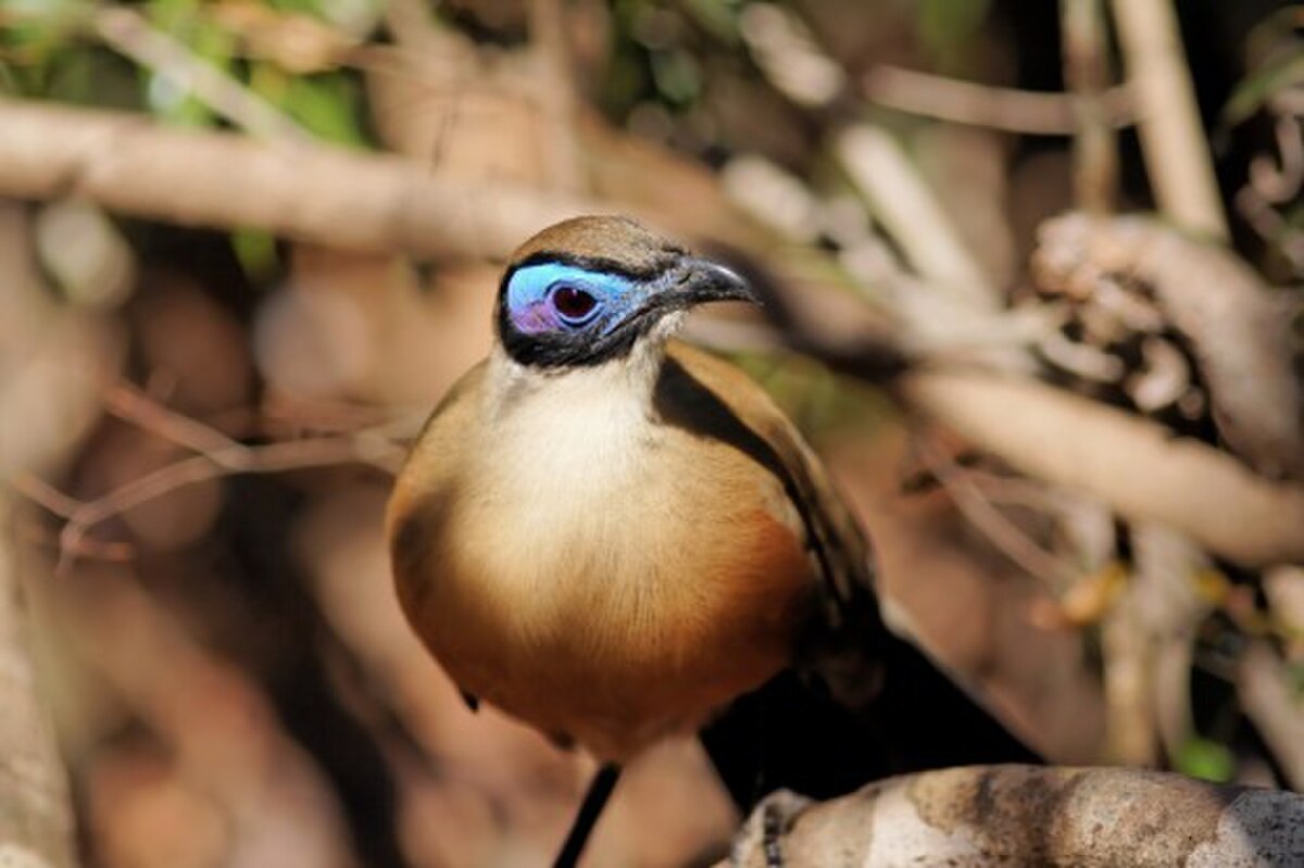 Coua