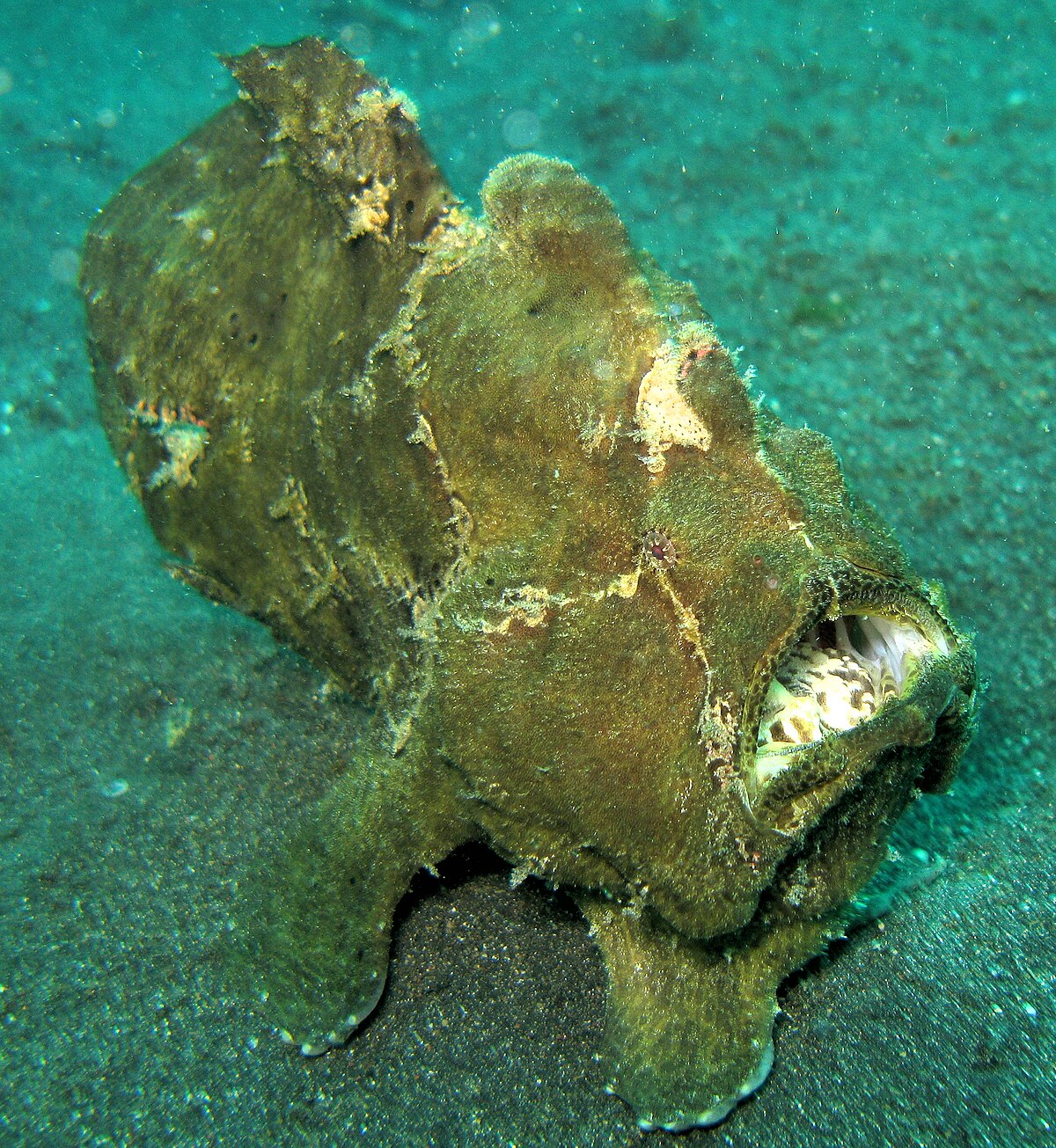 Lophiiformes