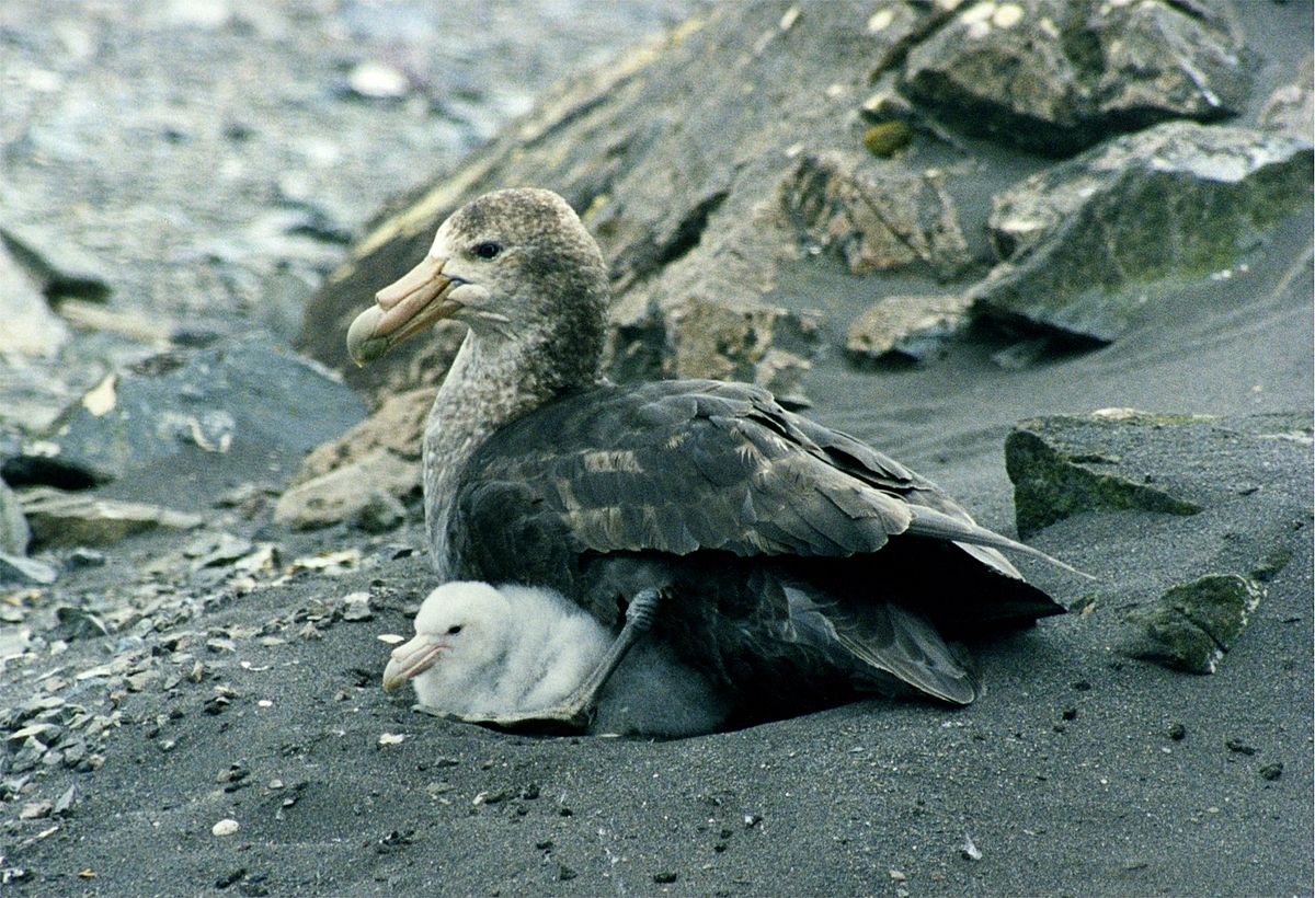 Liste des oiseaux de Niue