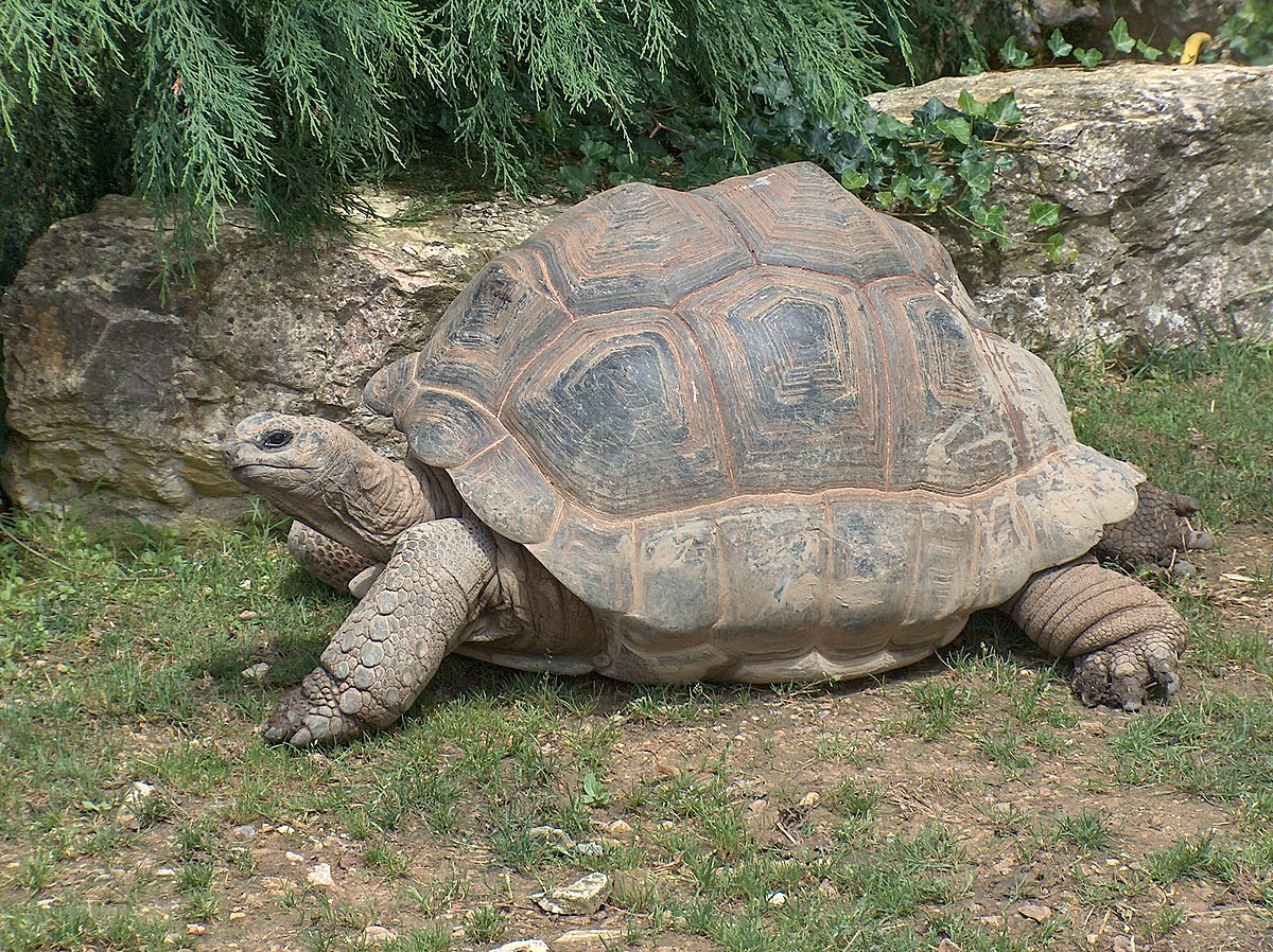 Tortue géante des Seychelles