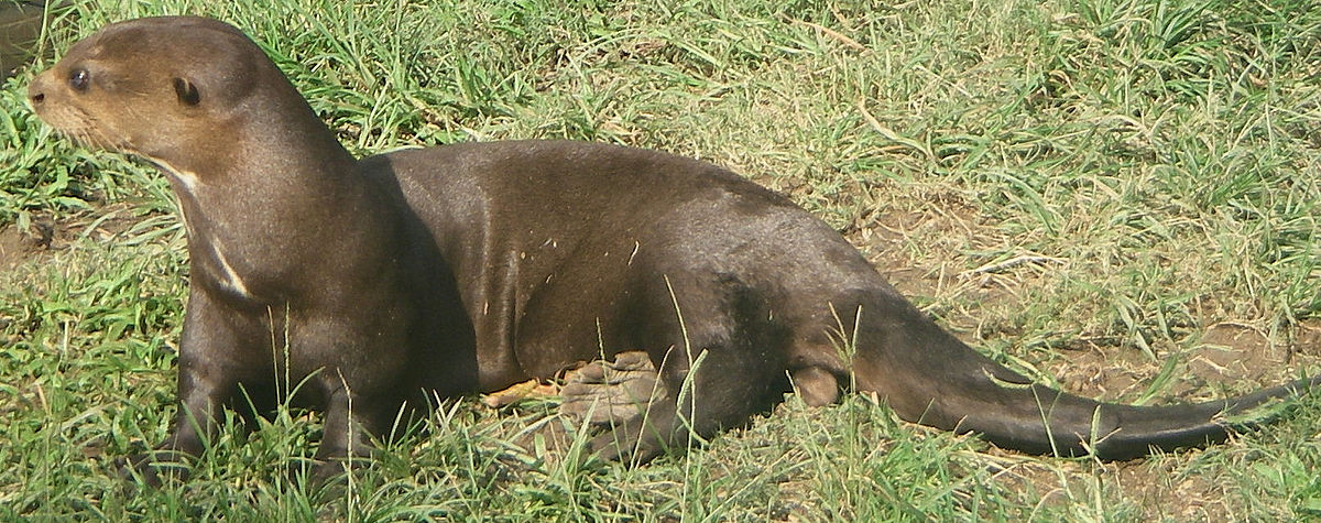 Loutre géante