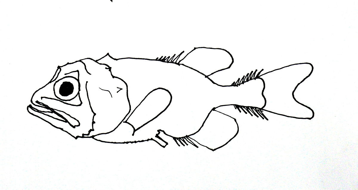 Gibberichthys