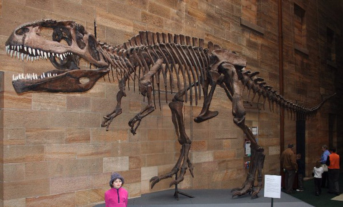 Carcharodontosauridae