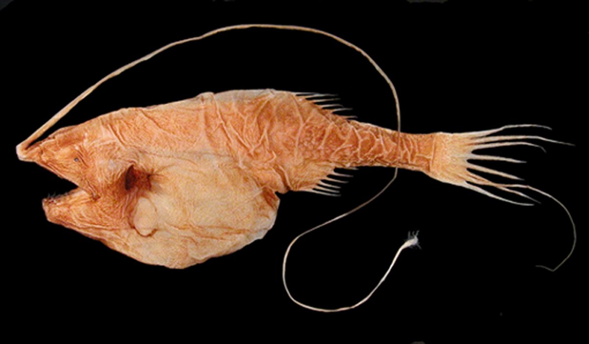Gigantactinidae