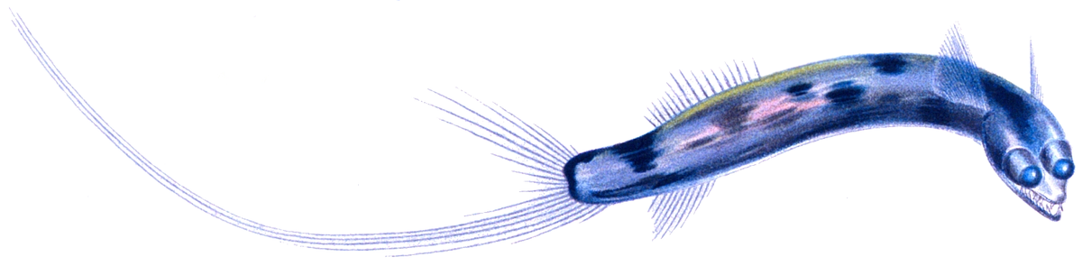 Gigantura