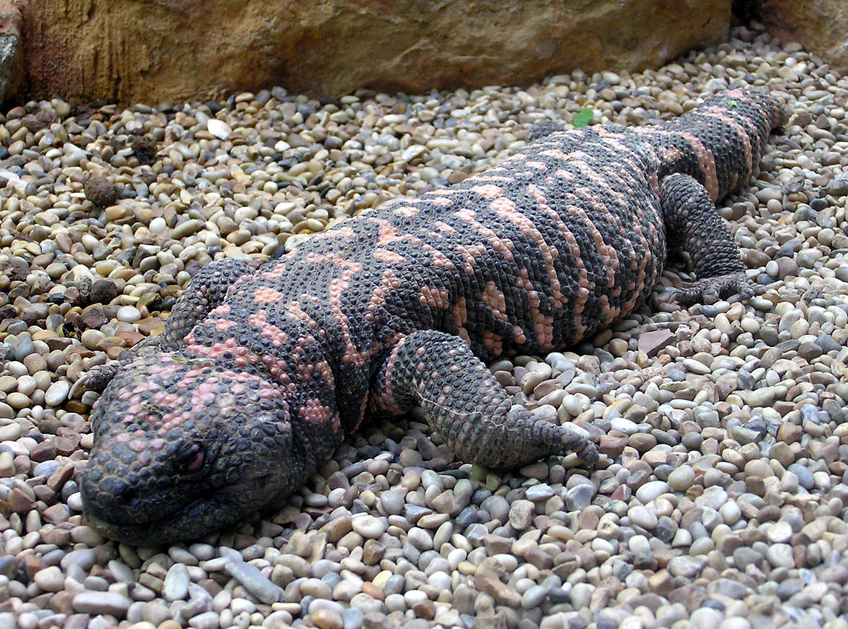 Heloderma