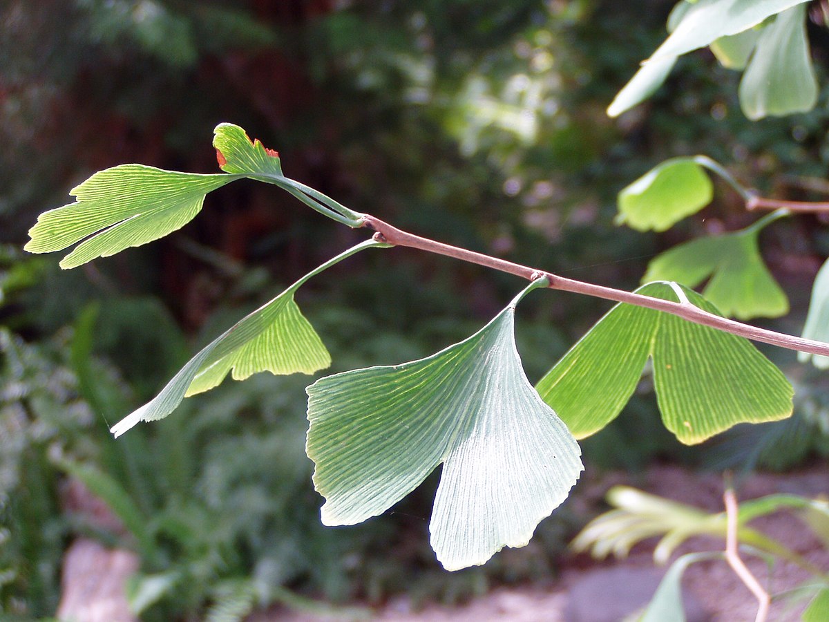 Ginkgoaceae