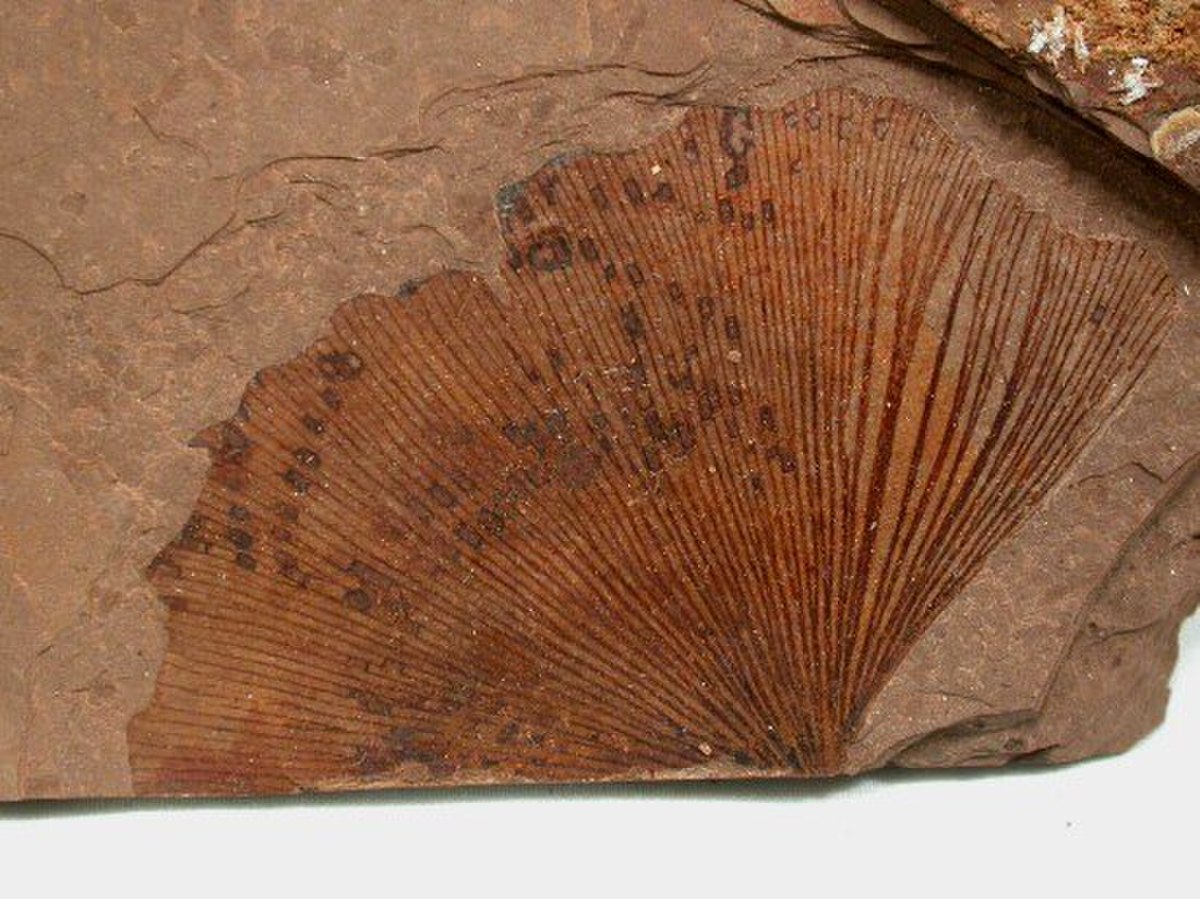 Ginkgo (genre)