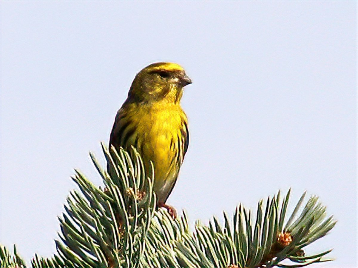 Serin cini
