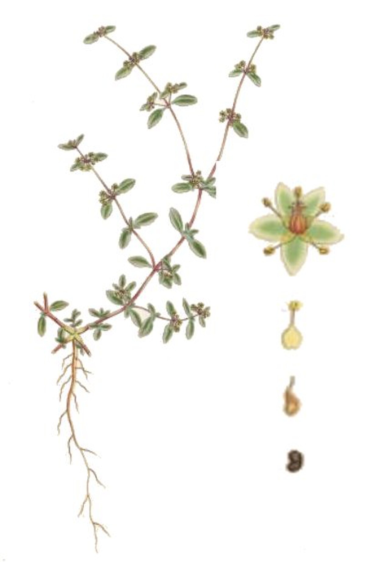 Gisekiaceae