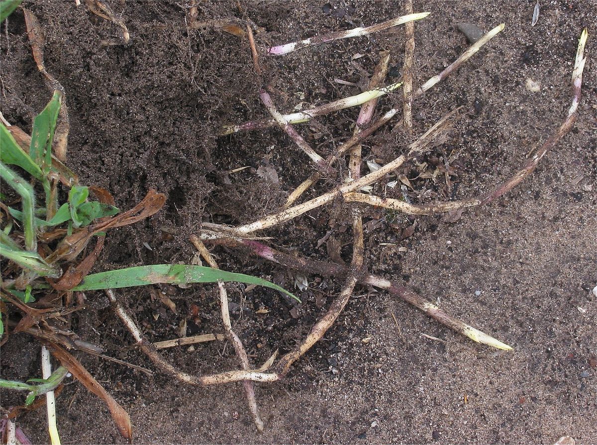 Rhizome