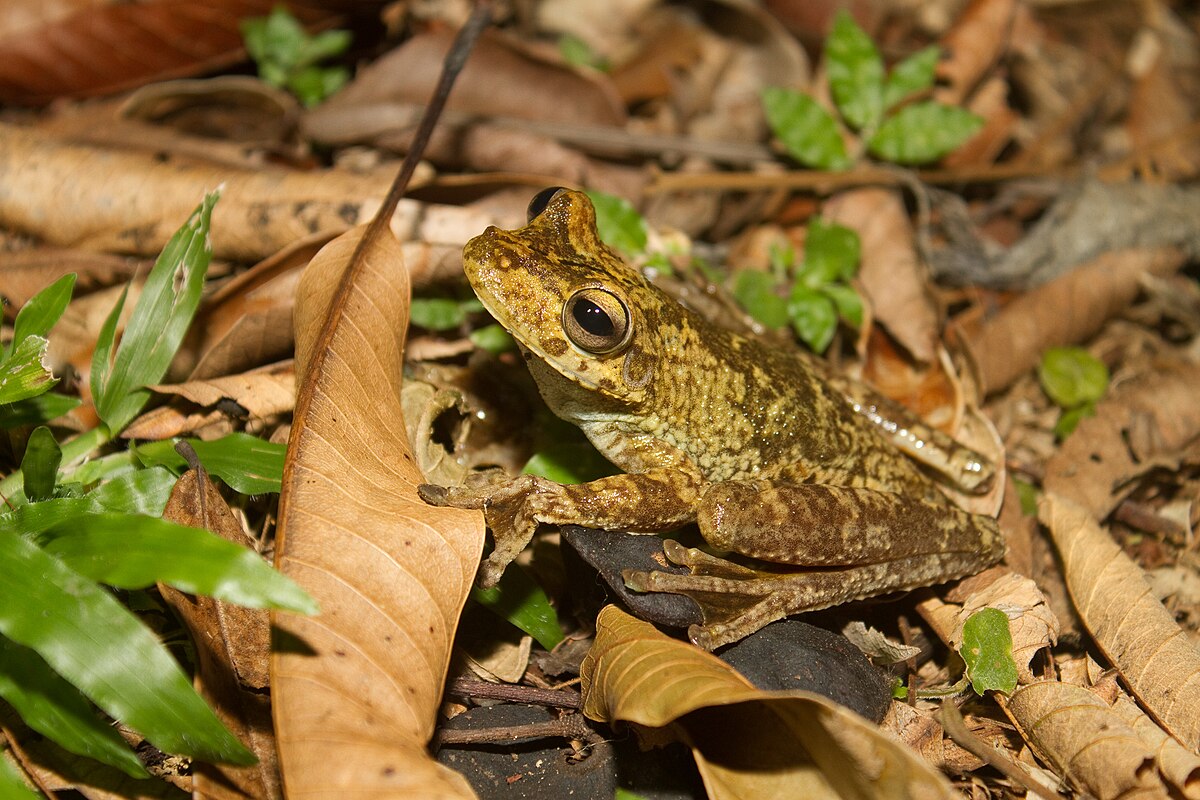 Hypsiboas rosenbergi