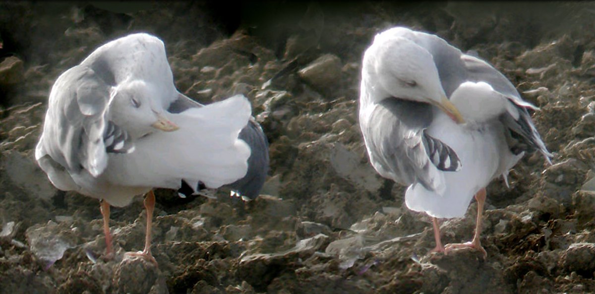 Glande uropygienne