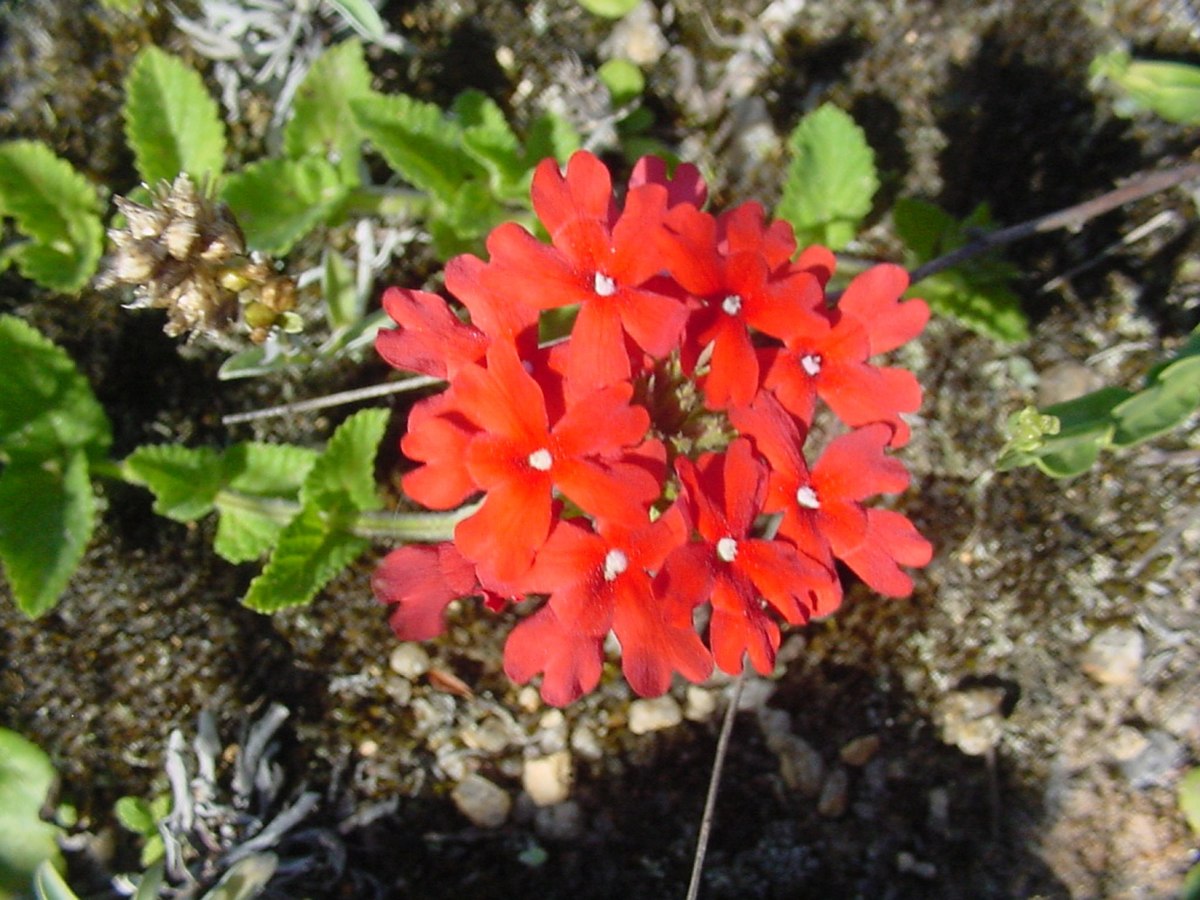 Glandularia