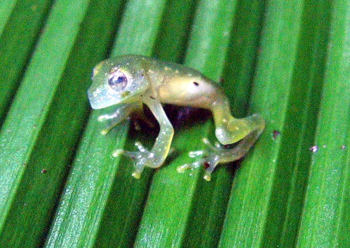 Sachatamia albomaculata
