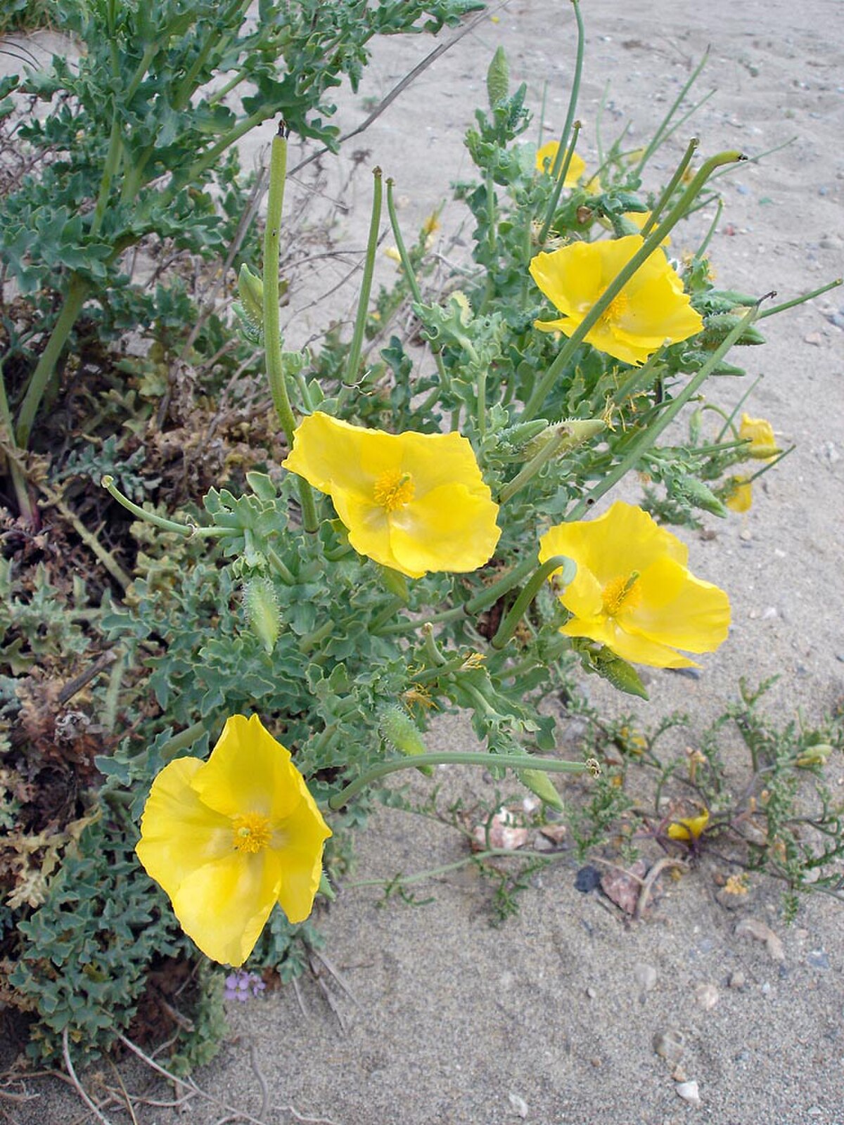 Glaucienne jaune
