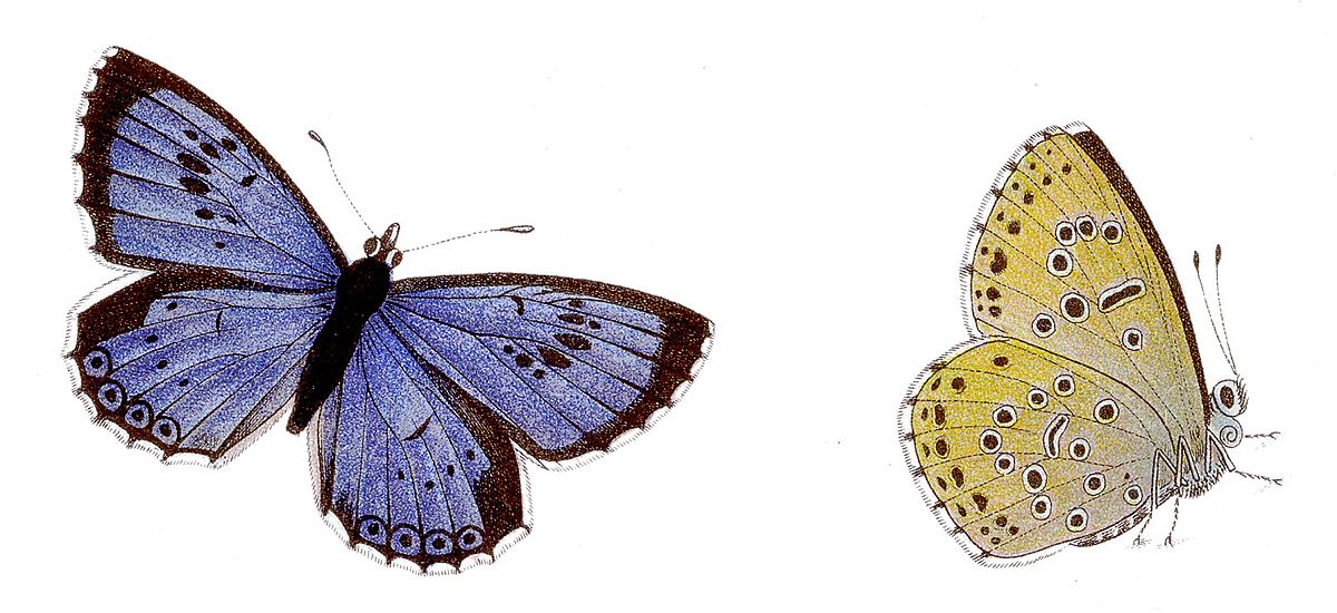 Azuré du serpolet (Maculinea arion)