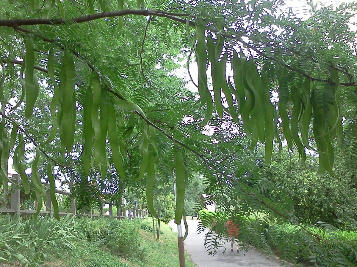 Gleditsia