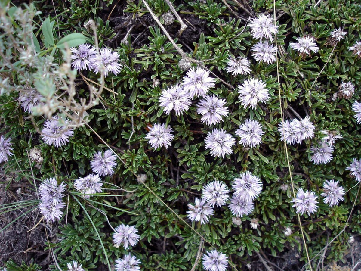 Globulaire rampante