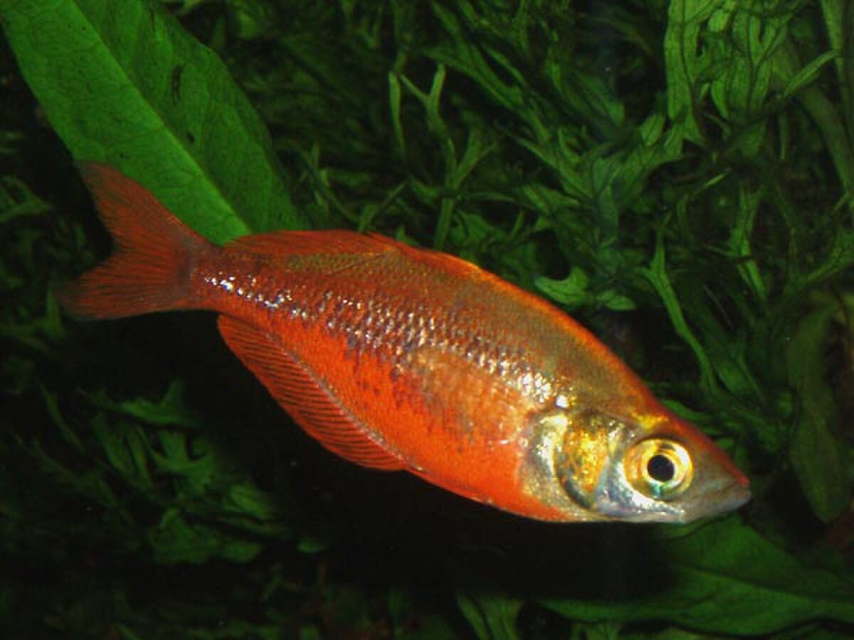 Glossolepis