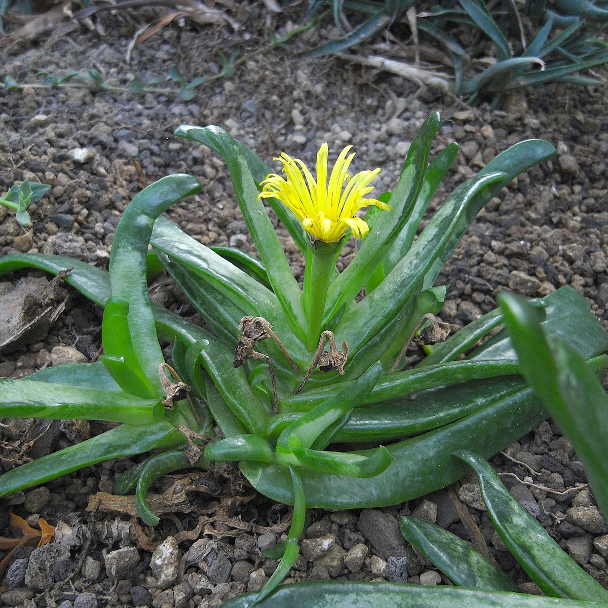 Glottiphyllum