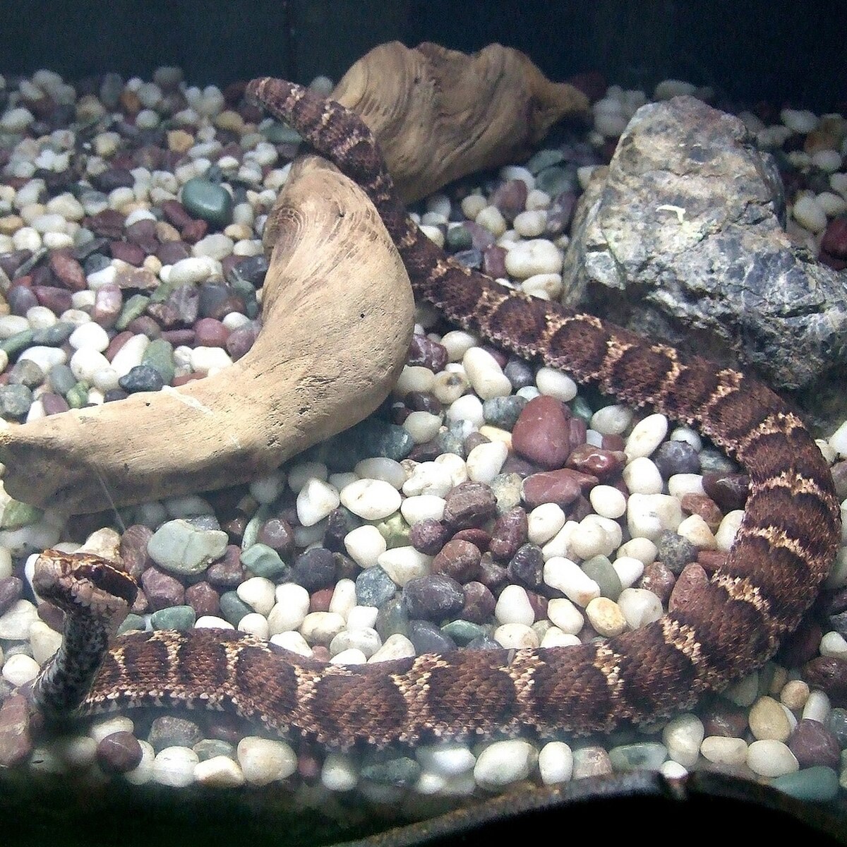 Gloydius