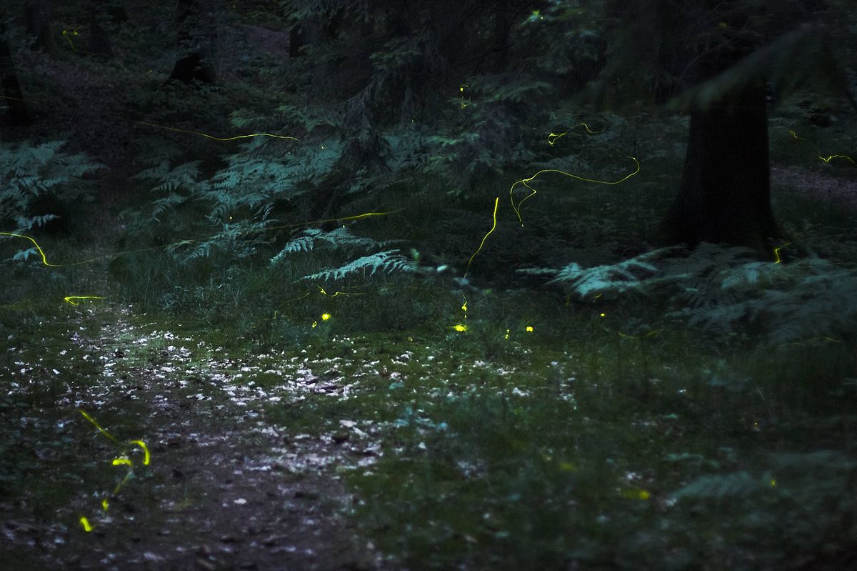 Luciola