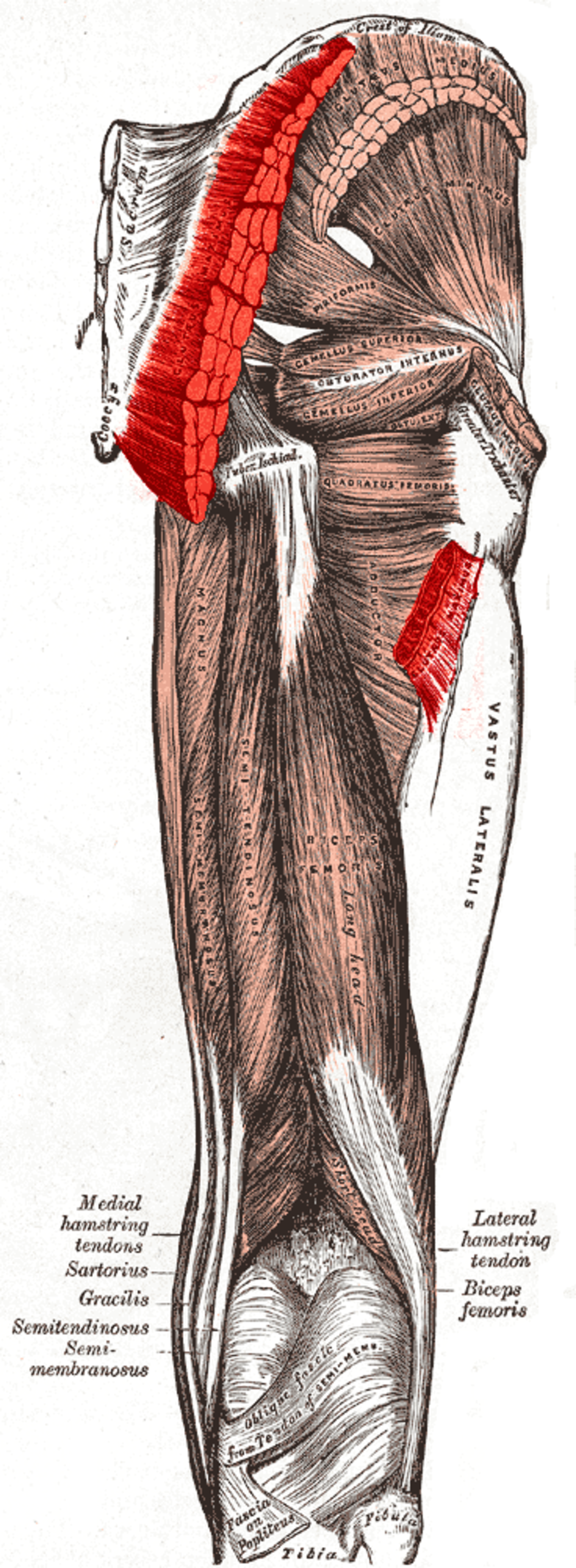 Muscle grand glutéal