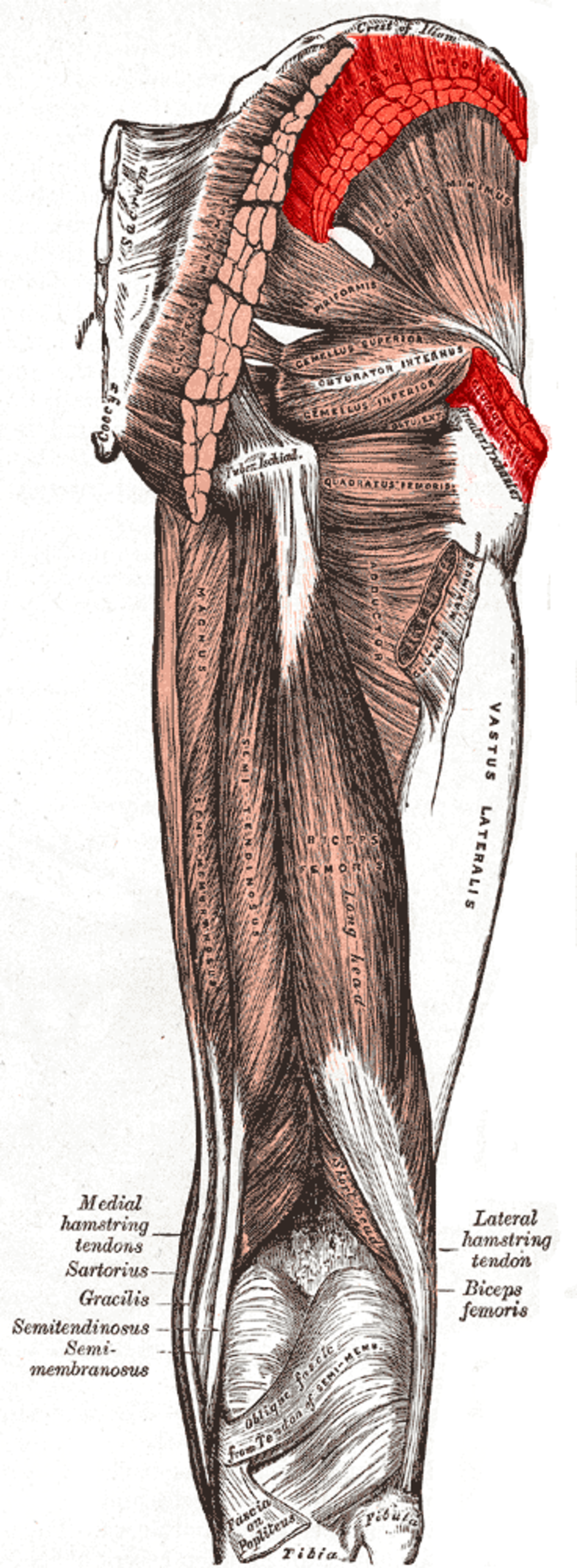 Muscle moyen glutéal